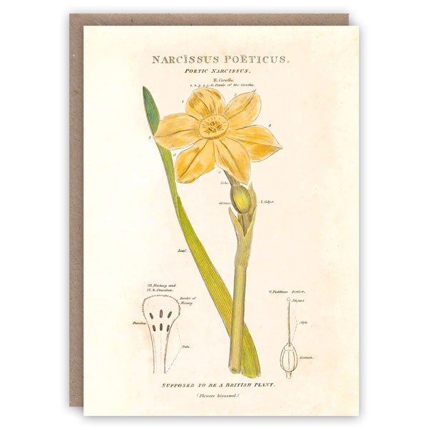 Doppelkarte Narzissus Poeticus, Narzisse, Frühling, Vintage