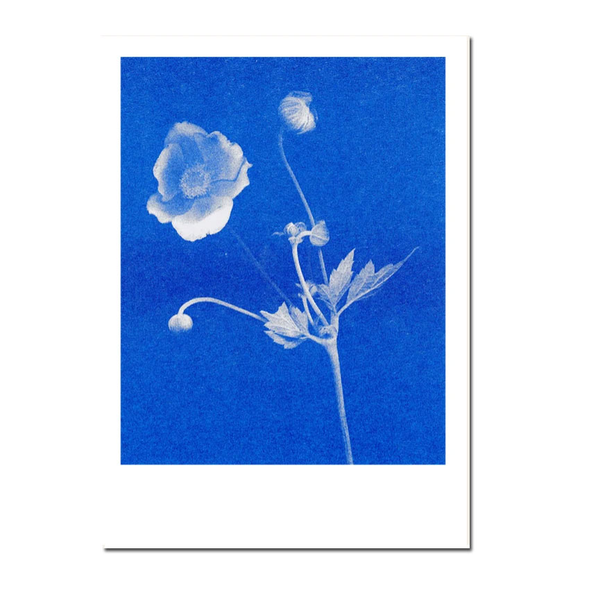 Herr und Frau Rio Postkarte Anemone blau, Risographie Postkarte