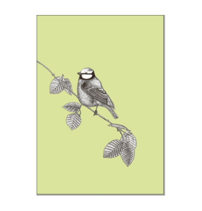 Postkarte Vogel Blaumeise von ask a duck