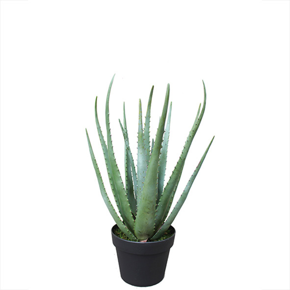 Aloe getopft Höhe ca. 50 cm
