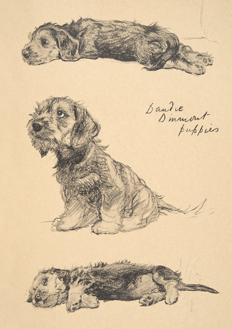 Grußkarte Hundewelpen / Dandie Dinmont Puppies von ART PRESS , Cecil Aldin