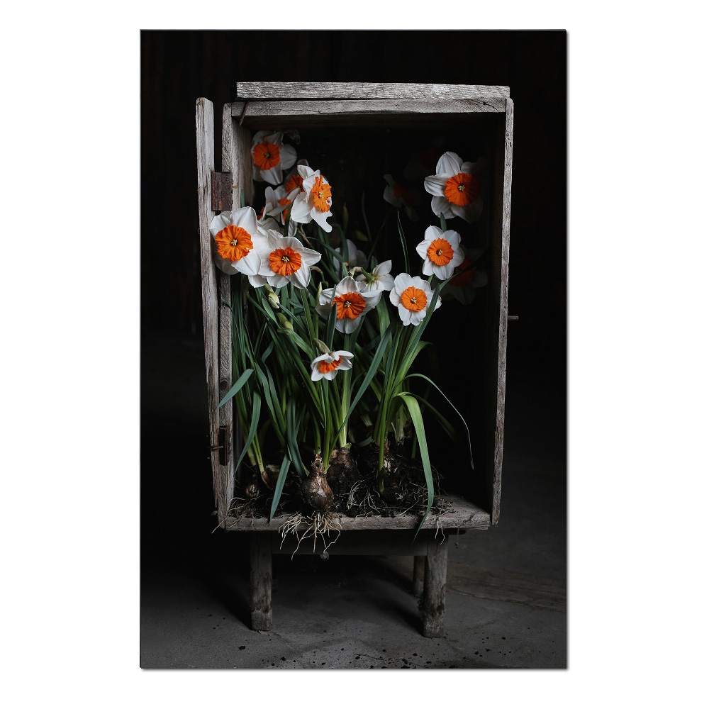 Das Blumenmädchen Postkarte "Narzissen" Frühling   