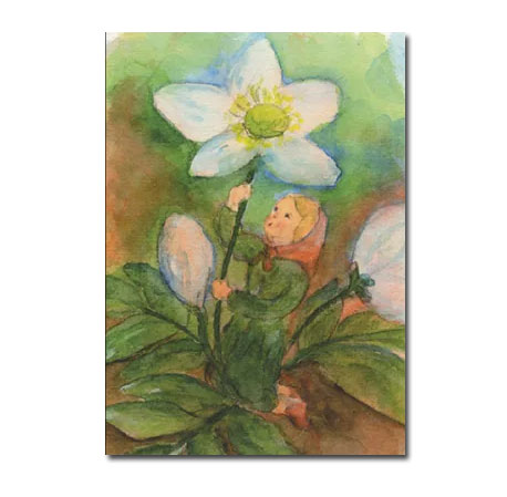 Postkarte Christrosenkind von Stella Schupelius