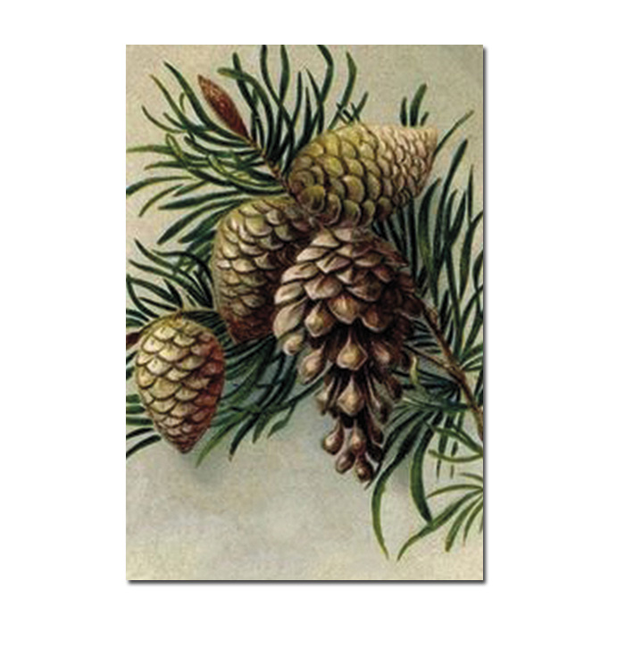 Vintage Postkarte Tannenzapfen No. 1 von Sköna Ting Postkarte Zapfen