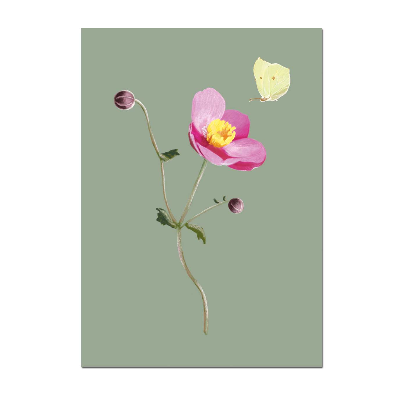Postkarte Anemone von m-illu