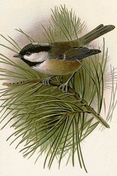 Vintage Postkarte Kohlmeise von Sköna Ting Postkarte Vogel