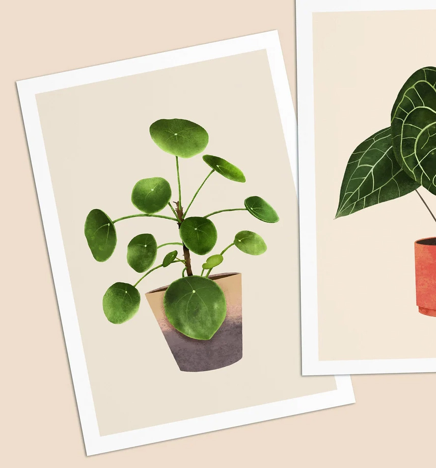 Postkarte Pilea von Daniela Sattler , Zimmerpflanze :-)