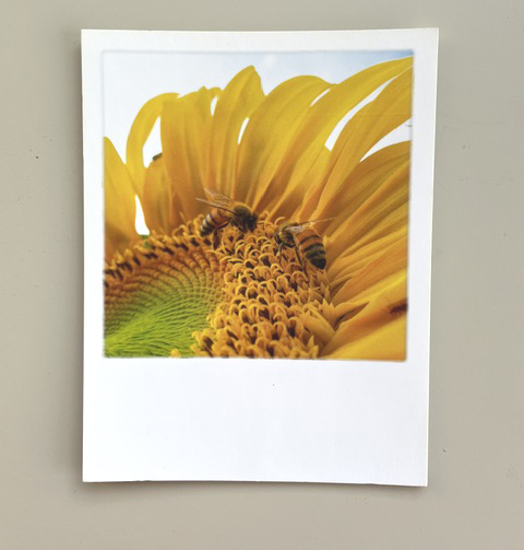 % Polacard Sonnenblume