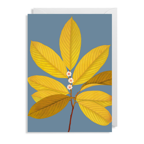  Lagom Doppelkarte  Kew Gardens "Silver Burnt Bloom"  