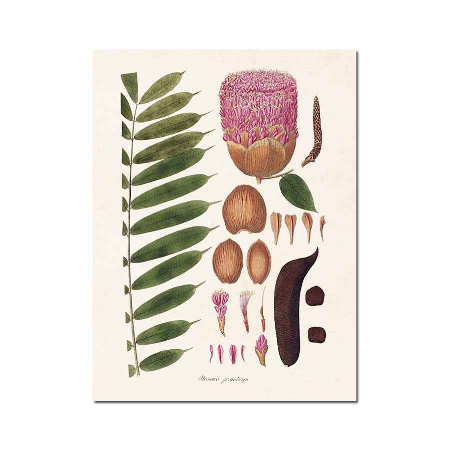 Sköna Ting Poster - 18 x 24 cm Rose of Venezuela