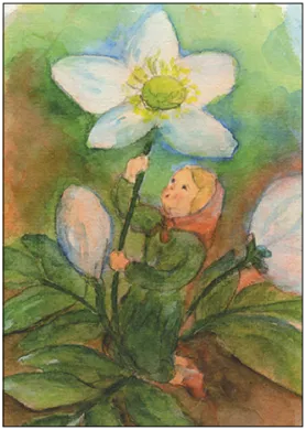 Postkarte Christrosenkind von Stella Schupelius