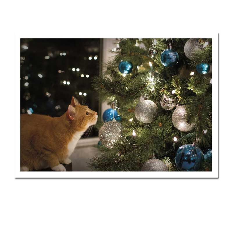 Doppelkarte - Christmas Cat von Palm Press , Katze
