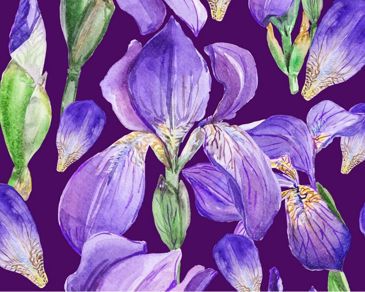Fächer Nr. 9 " IRIS"  aus Spanien, Birnenholz