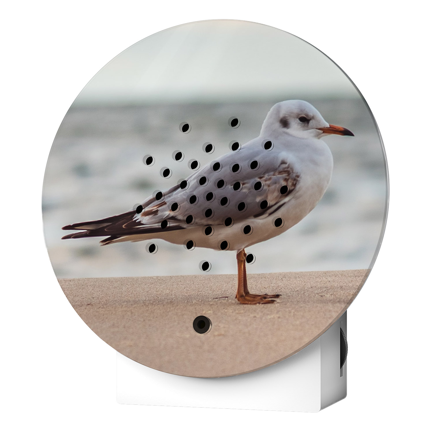 Oceanbox Limited Edition Fall 23, Baltic Seagull von Zwitscherbox    