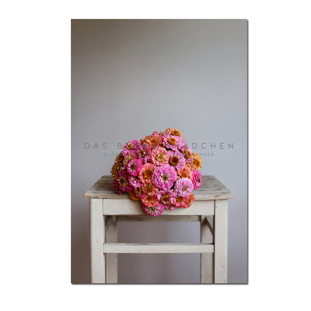 Das Blumenmädchen Postkarte " pink zinnias" Zinnienstrauß