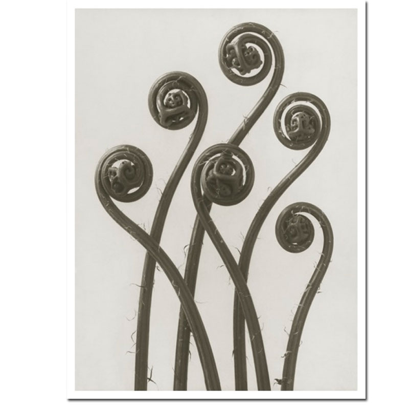 Blossfeldt Kunstdruck 18x 24 cm "Adiantum Pedatum", Pfauenrad-Frauenhaarfarn