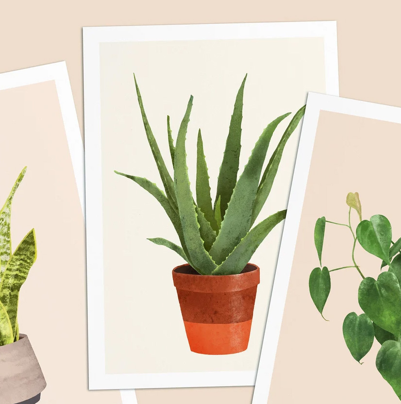 Postkarte Aloe Vera von Daniela Sattler , Zimmerpflanze 