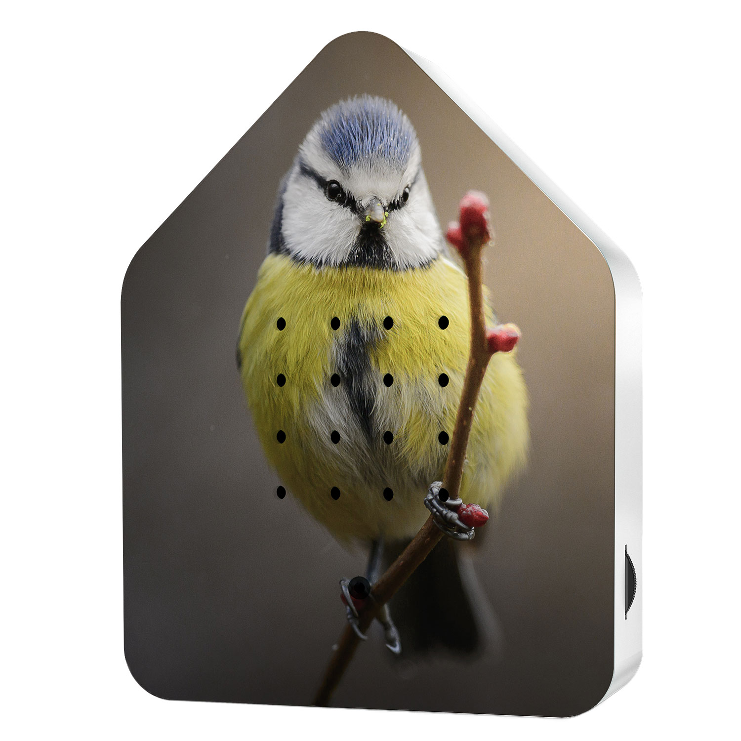 Zwitscherbox Happy Birds Edition  Limited Editions 2023, Blue Tit
