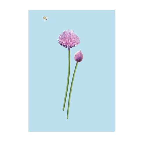 Postkarte  Schnittlauch  von m-illu