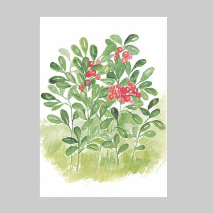 Pia Malmros Surpris Karte mit Umschlag  PREISELBEEREN