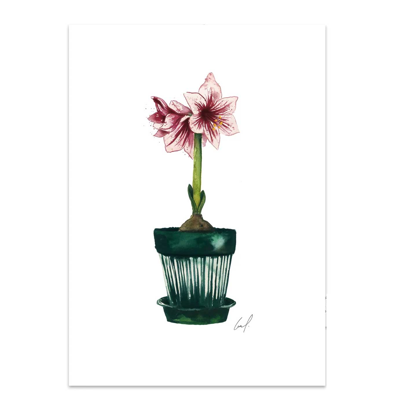 Leo la Douce Postkarte – Amaryllis