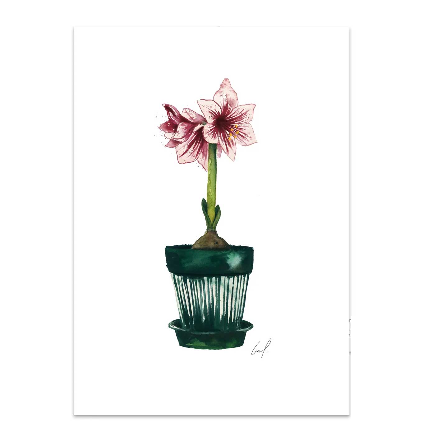 Leo La Douce Kunstdruck Amaryllis,  A3 