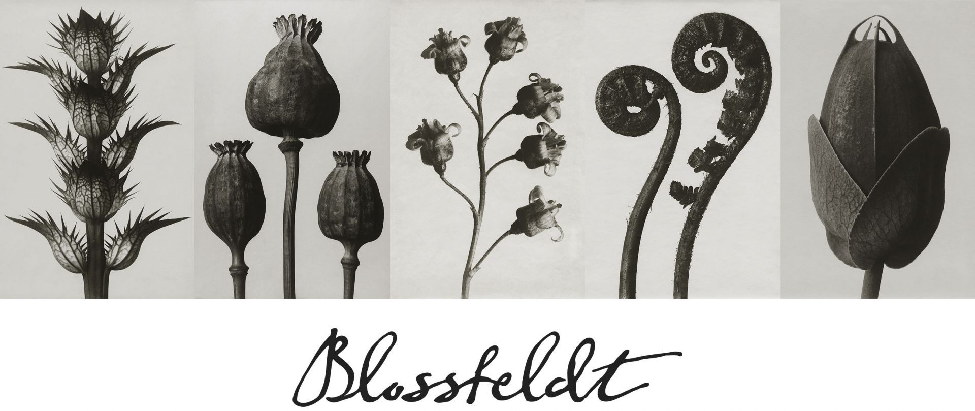Blossfeldt - Vintage