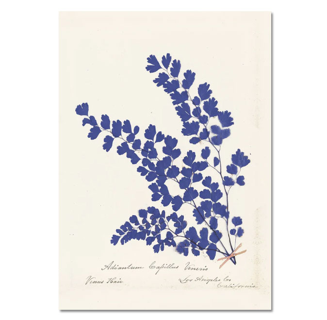 Doppelkarte " Blue Fern "