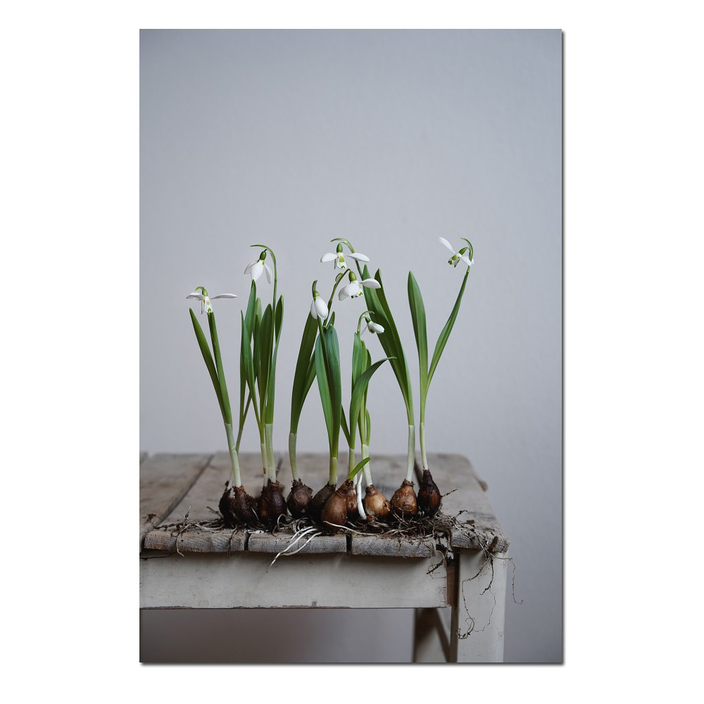 Das Blumenmädchen Postkarte "Schneeglöckchen mit Zwiebeln stehend" Frühling  