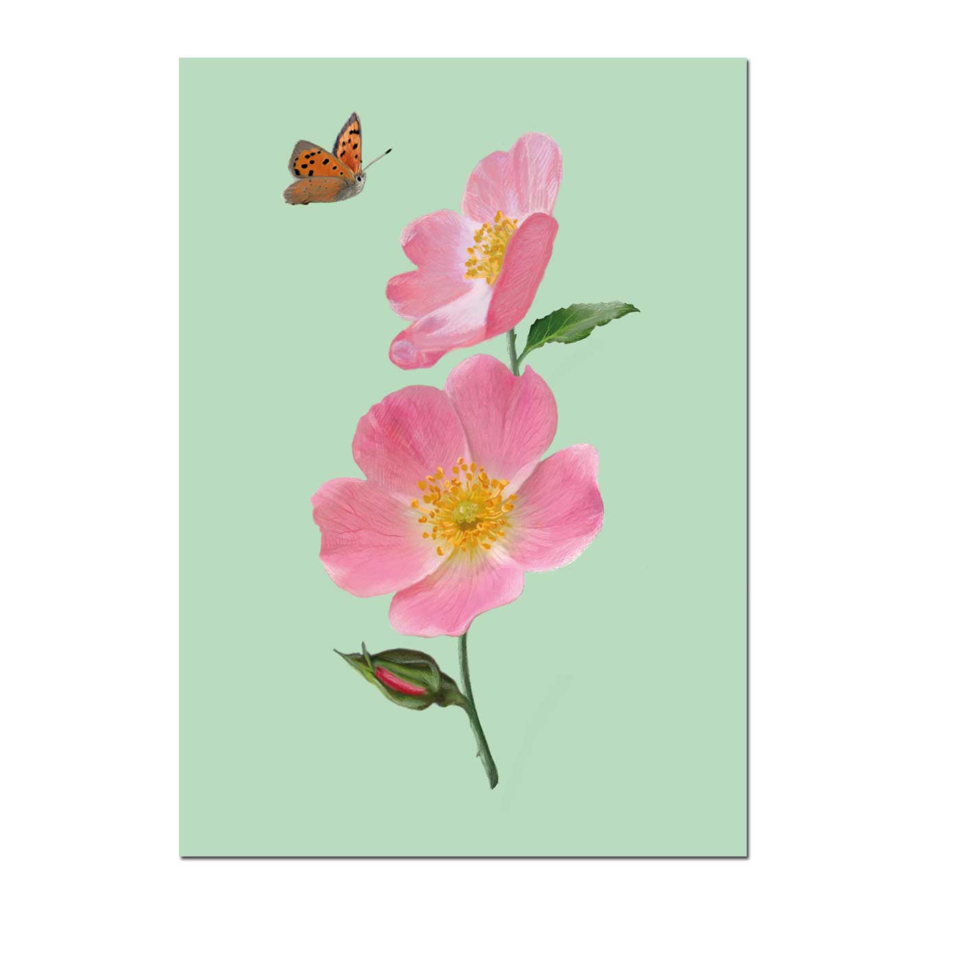 Postkarte Wildrose von m-illu