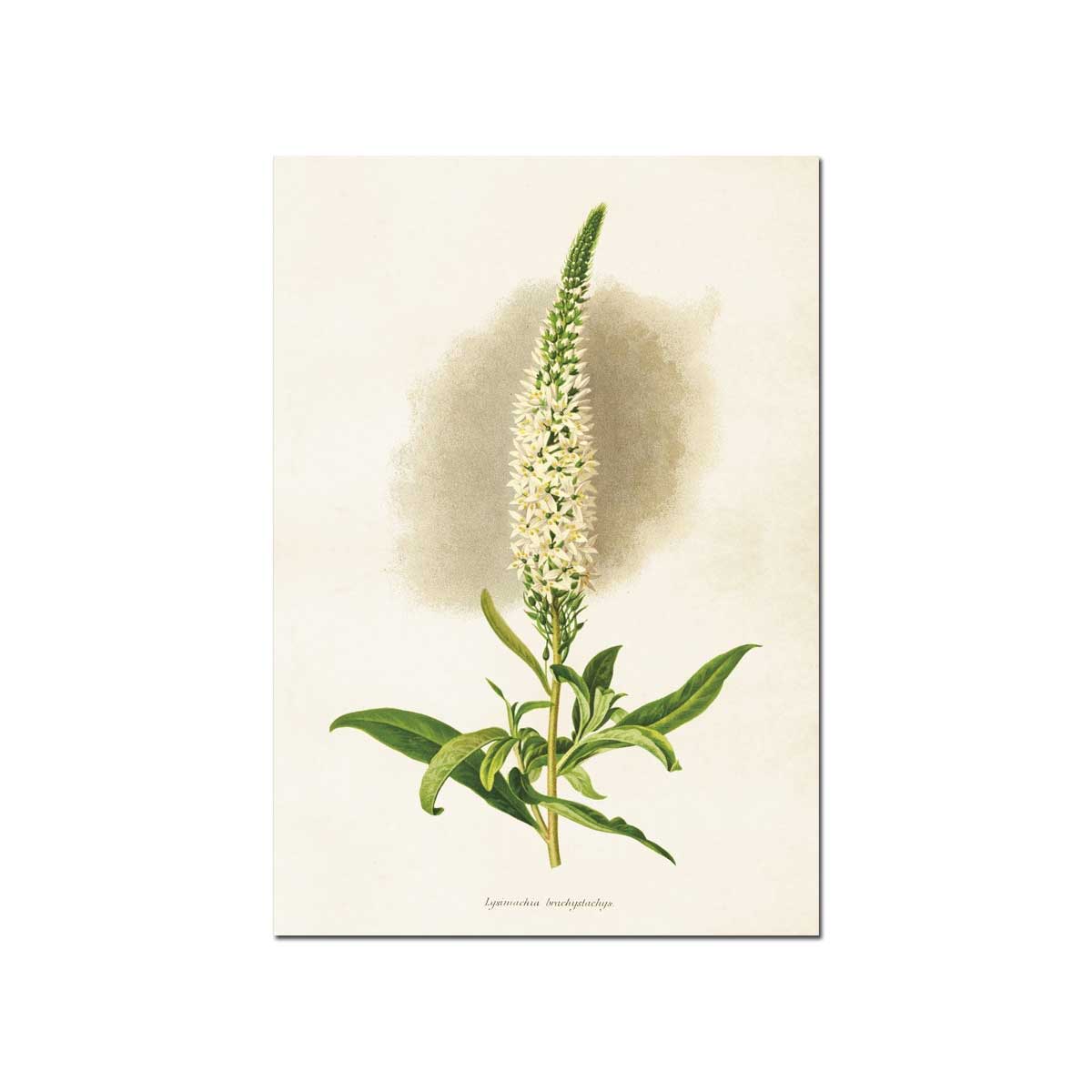 Sköna Ting Poster - 35x50 cm Goosesneck loosestrife / Poster Schnee-Felberich