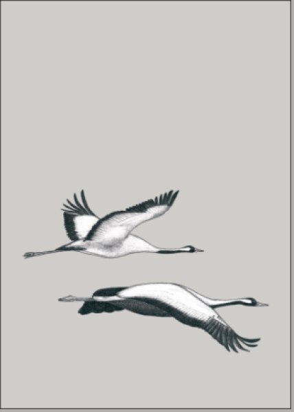 Postkarte Kraniche von ask a duck