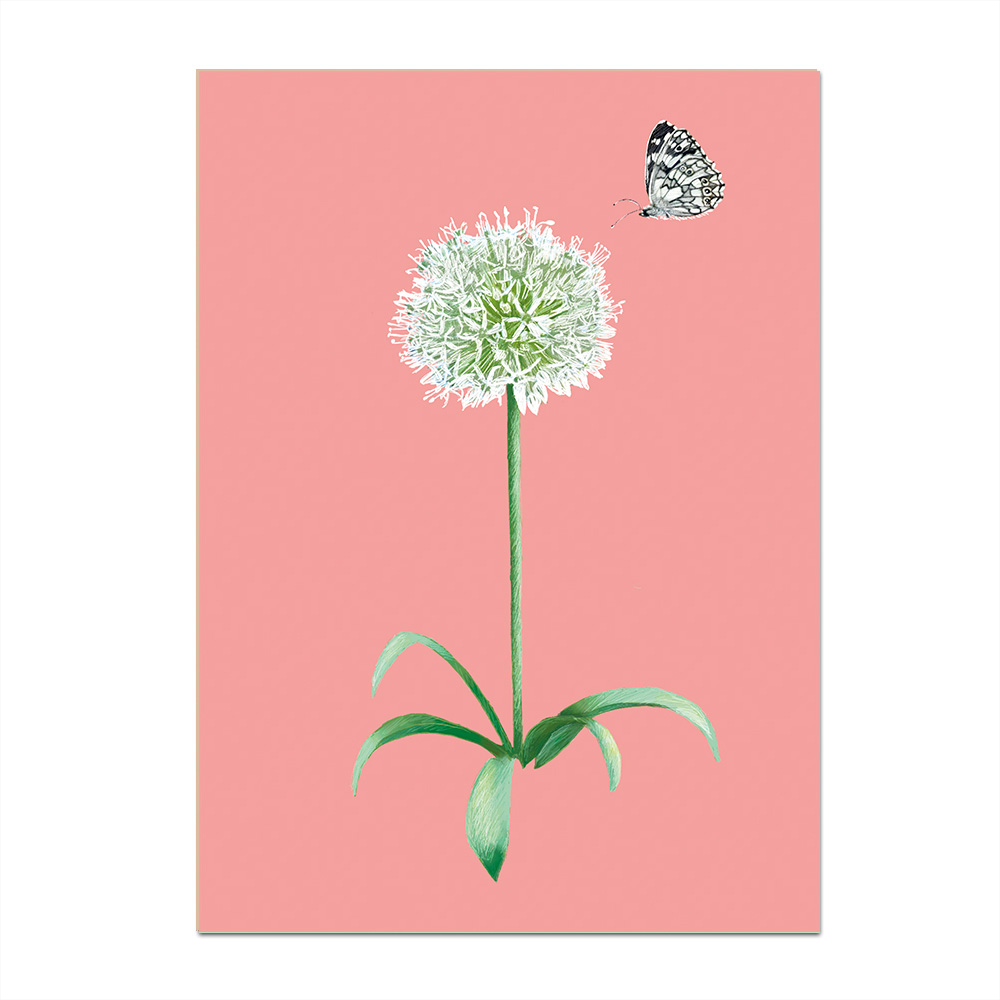 Postkarte Ornamental onion, Frühling von m-illu