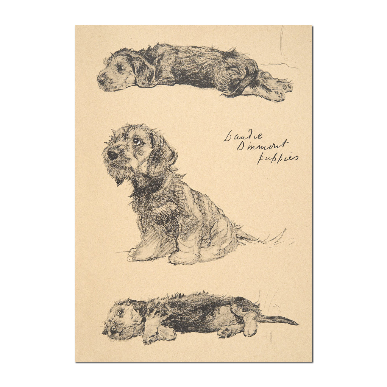 Grußkarte Hundewelpen / Dandie Dinmont Puppies von ART PRESS , Cecil Aldin