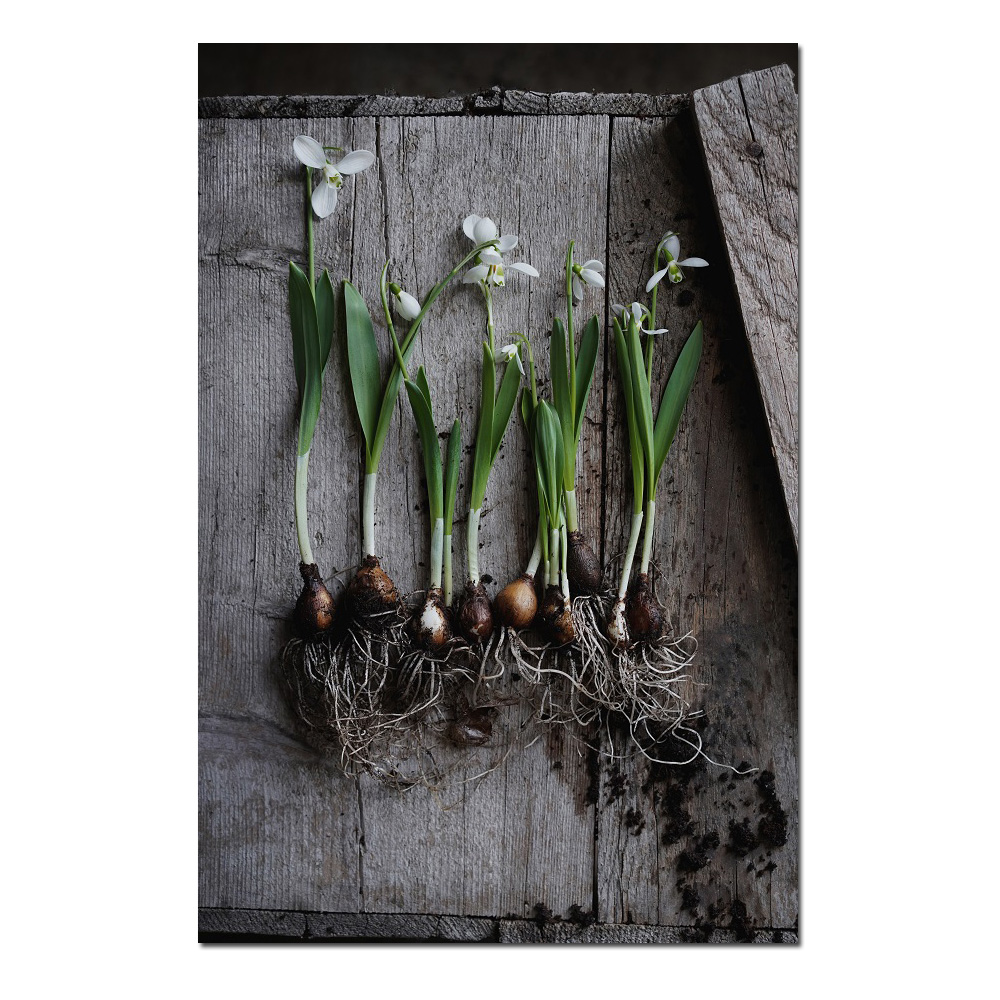 Das Blumenmädchen Postkarte "Schneeglöckchen mit Zwiebeln liegend" Frühling   