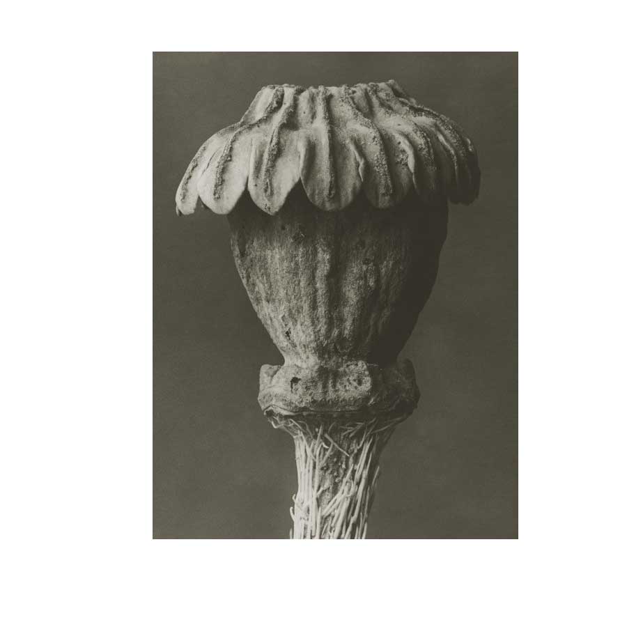 Blossfeldt Kunstdruck 16,8 x 23 cm Papaver orientale