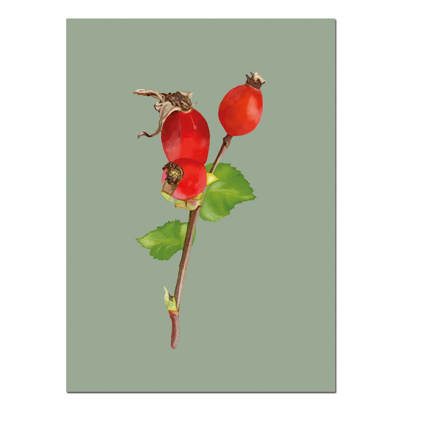 Postkarte  Hagebutte/Rose hip   von m-illu