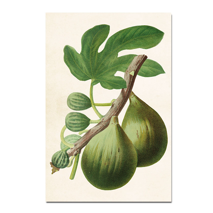 Postkarte Sköna Ting Vintage  Feigen grün