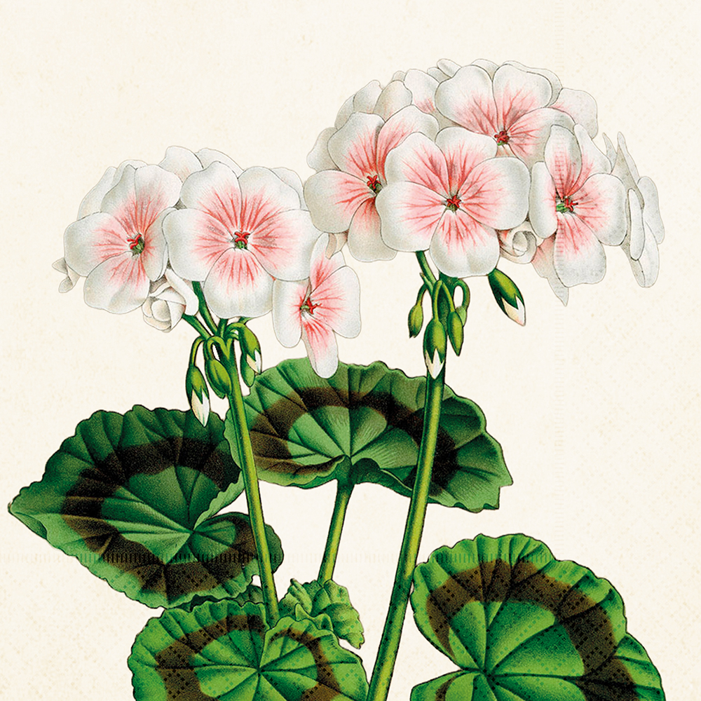 Sköna Ting Papierservietten "Geranium" Geranie,  ca. 33 x 33 cm, Lunchservietten   