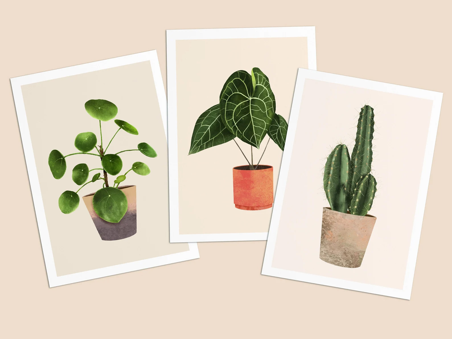 Postkarte Pilea von Daniela Sattler , Zimmerpflanze :-)